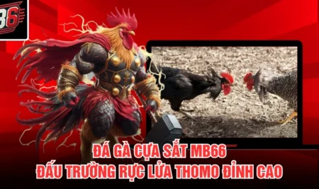 Đá Gà Cựa Sắt MB66