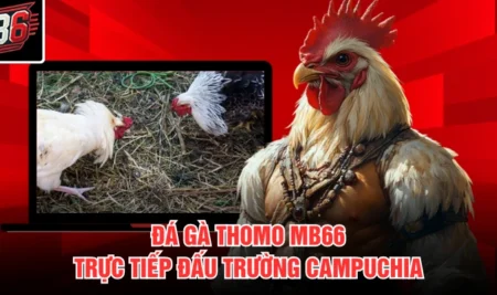 Đá Gà Thomo MB66 – Trực Tiếp Đấu Trường Campuchia