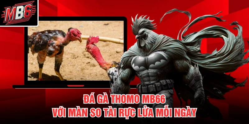 Đá gà Thomo MB66 với màn so tài rực lửa mỗi ngày