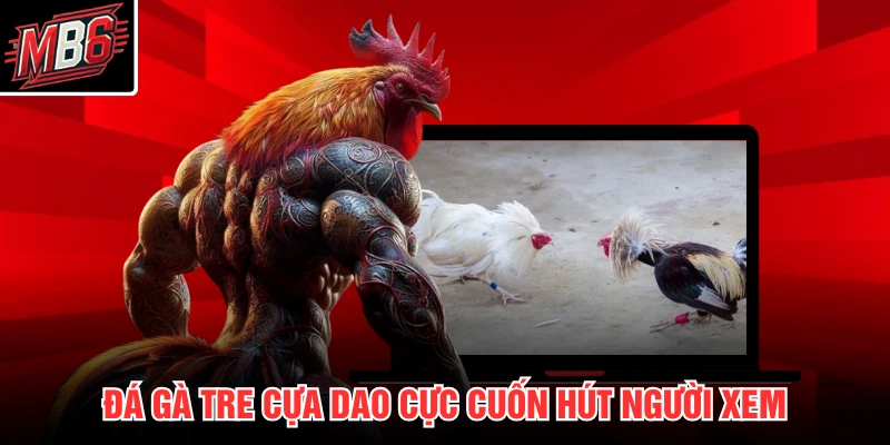 Đá gà tre cựa dao cực cuốn hút người xem