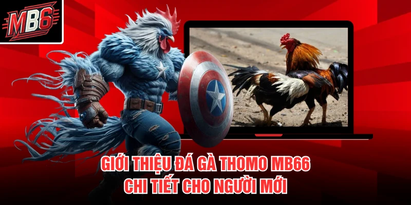 Giới thiệu đá gà Thomo MB66 chi tiết cho người mới