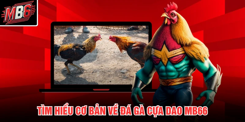 Tìm hiểu cơ bản về đá gà cựa dao MB66